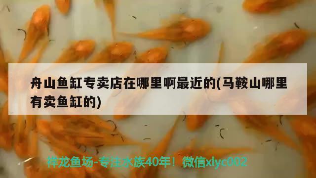 舟山魚缸專賣店在哪里啊最近的(馬鞍山哪里有賣魚缸的)