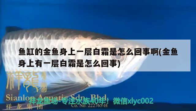 魚缸的金魚身上一層白霜是怎么回事啊(金魚身上有一層白霜是怎么回事) 新加坡號半紅龍魚（練手級紅龍魚）