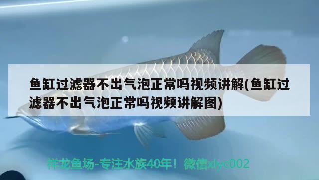 魚缸過濾器不出氣泡正常嗎視頻講解(魚缸過濾器不出氣泡正常嗎視頻講解圖) 帝王迷宮魚