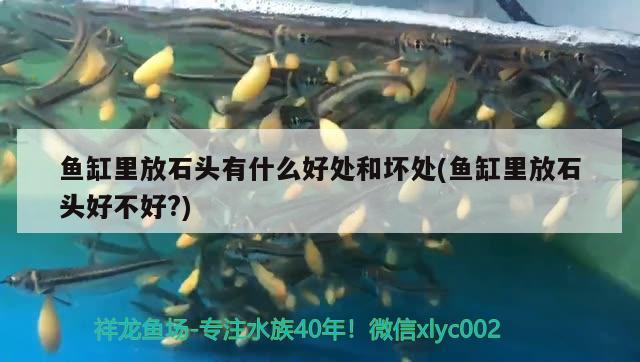 魚缸里放石頭有什么好處和壞處(魚缸里放石頭好不好?) 黃金斑馬魚