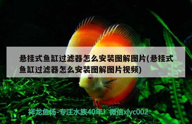 懸掛式魚缸過濾器怎么安裝圖解圖片(懸掛式魚缸過濾器怎么安裝圖解圖片視頻) 皇冠黑白魟魚