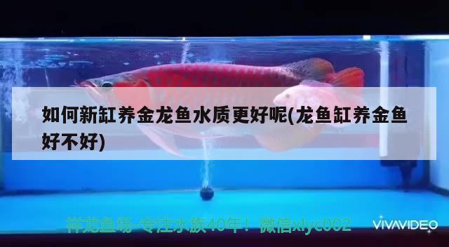 如何新缸養(yǎng)金龍魚水質(zhì)更好呢(龍魚缸養(yǎng)金魚好不好) 養(yǎng)魚知識