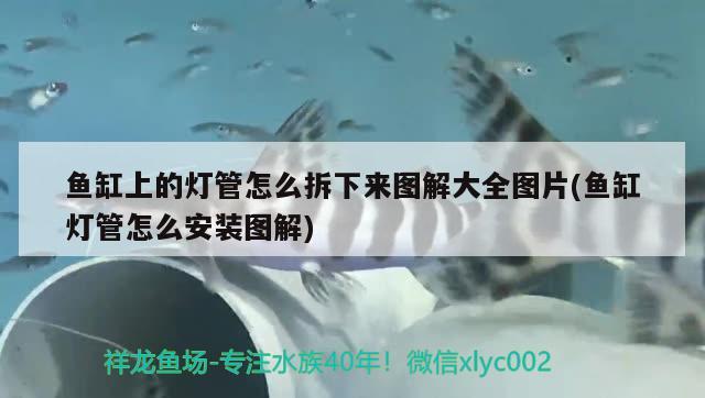 魚缸上的燈管怎么拆下來圖解大全圖片(魚缸燈管怎么安裝圖解) 祥龍魚場品牌產(chǎn)品