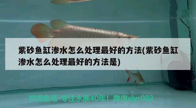 紫砂魚缸滲水怎么處理最好的方法(紫砂魚缸滲水怎么處理最好的方法是)