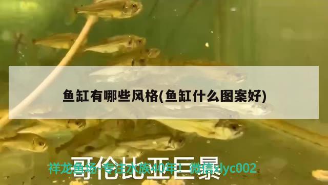 魚缸有哪些風(fēng)格(魚缸什么圖案好) 巴西亞魚苗