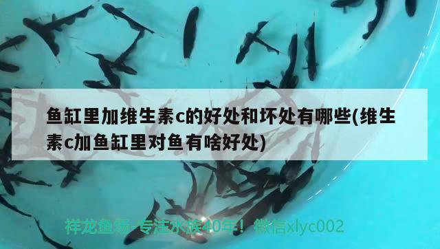 魚缸里加維生素c的好處和壞處有哪些(維生素c加魚缸里對魚有啥好處)