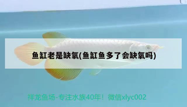 魚缸老是缺氧(魚缸魚多了會缺氧嗎)