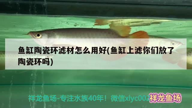 魚缸陶瓷環(huán)濾材怎么用好(魚缸上濾你們放了陶瓷環(huán)嗎) 奈及利亞紅圓點狗頭