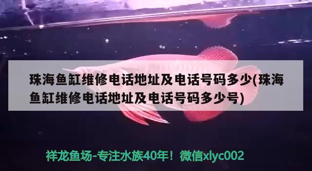 珠海魚缸維修電話地址及電話號(hào)碼多少(珠海魚缸維修電話地址及電話號(hào)碼多少號(hào)) 金龍魚糧