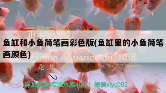 魚(yú)缸和小魚(yú)簡(jiǎn)筆畫(huà)彩色版(魚(yú)缸里的小魚(yú)簡(jiǎn)筆畫(huà)顏色) 稀有金龍魚(yú)