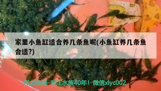 家里小魚缸適合養(yǎng)幾條魚呢(小魚缸養(yǎng)幾條魚合適?) 白子關(guān)刀魚