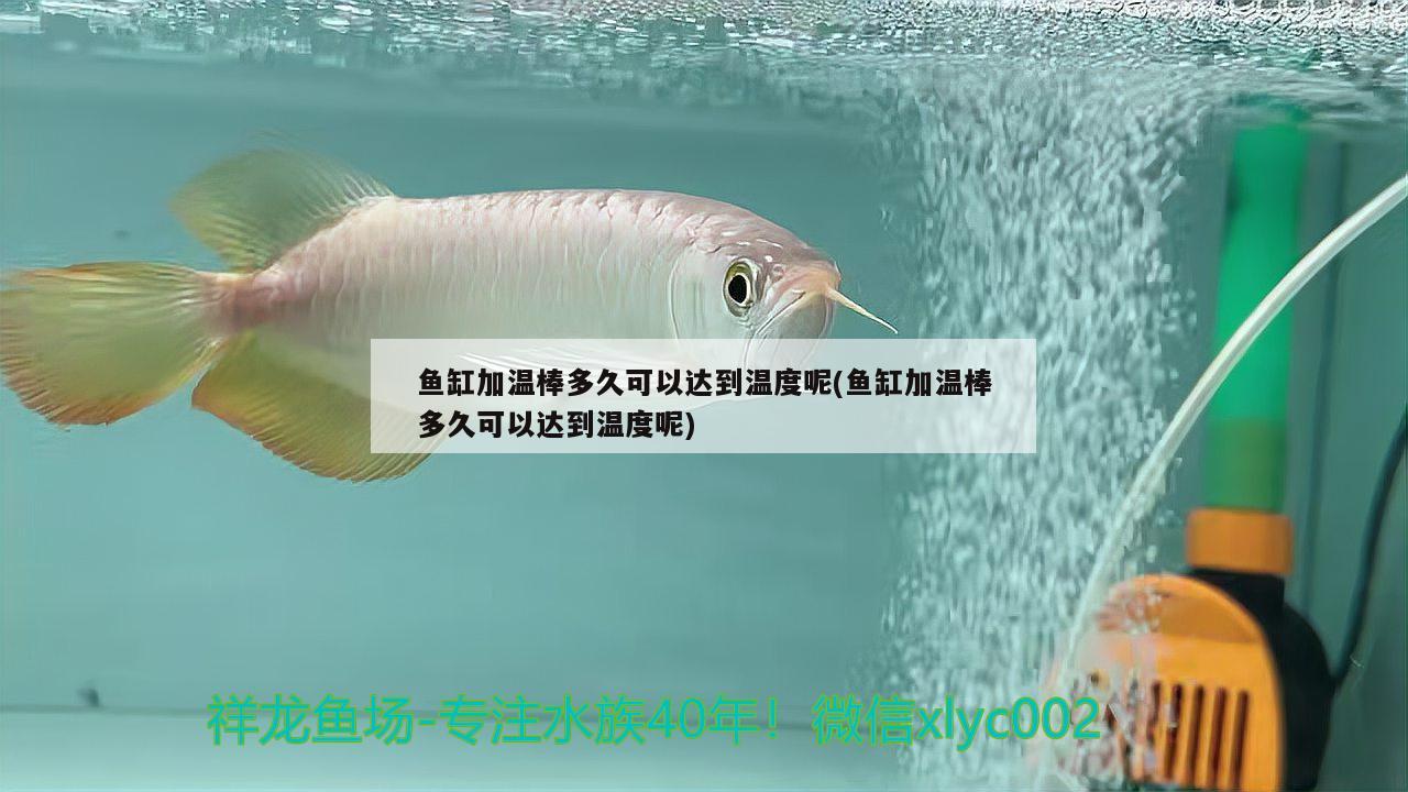 魚缸加溫棒多久可以達(dá)到溫度呢(魚缸加溫棒多久可以達(dá)到溫度呢) 元寶鳳凰魚專用魚糧