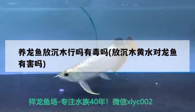 養(yǎng)龍魚放沉木行嗎有毒嗎(放沉木黃水對龍魚有害嗎) 月光鴨嘴魚苗