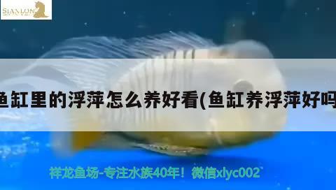 魚(yú)缸里的浮萍怎么養(yǎng)好看(魚(yú)缸養(yǎng)浮萍好嗎) 丹頂錦鯉魚(yú)