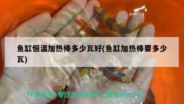 魚缸恒溫加熱棒多少瓦好(魚缸加熱棒要多少瓦) 廣州龍魚批發(fā)市場