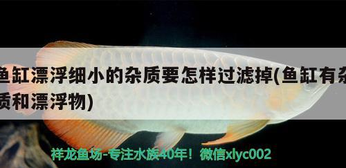 魚缸漂浮細(xì)小的雜質(zhì)要怎樣過濾掉(魚缸有雜質(zhì)和漂浮物) 赤荔鳳冠魚