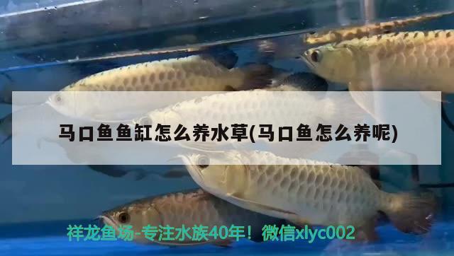 馬口魚魚缸怎么養(yǎng)水草(馬口魚怎么養(yǎng)呢) 水草