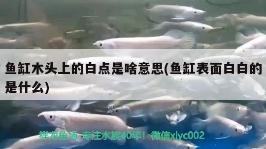 魚缸木頭上的白點(diǎn)是啥意思(魚缸表面白白的是什么)