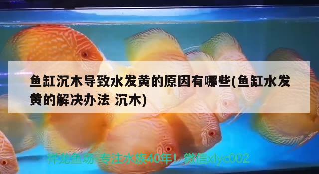 魚缸沉木導(dǎo)致水發(fā)黃的原因有哪些(魚缸水發(fā)黃的解決辦法沉木) 祥龍龍魚專用水族燈