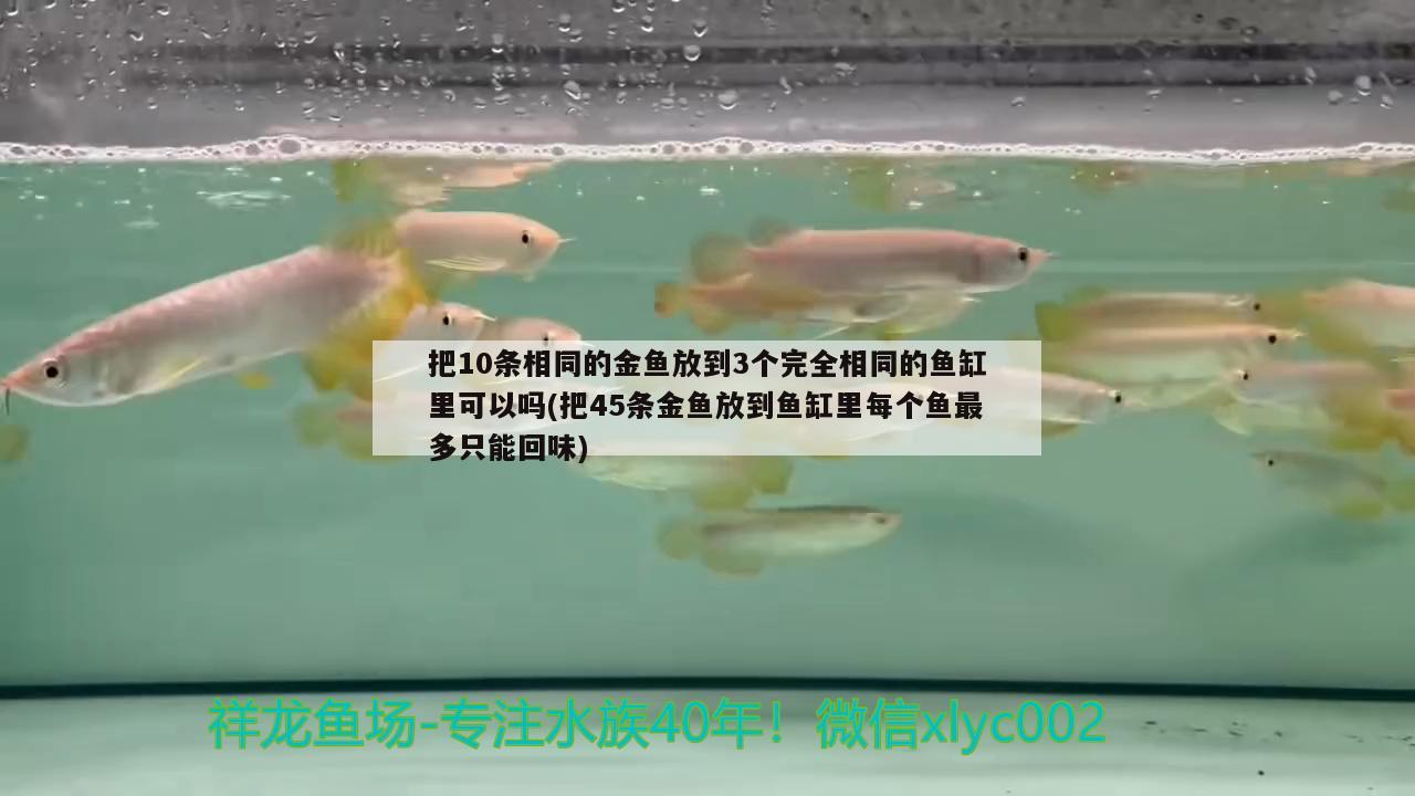 把10條相同的金魚放到3個(gè)完全相同的魚缸里可以嗎(把45條金魚放到魚缸里每個(gè)魚最多只能回味) 白子紅龍魚