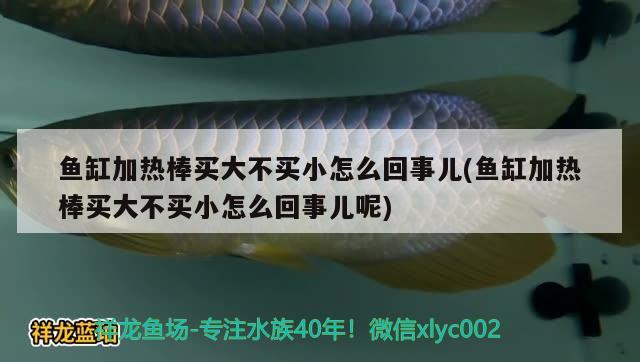 魚缸加熱棒買大不買小怎么回事兒(魚缸加熱棒買大不買小怎么回事兒呢) 龍魚批發(fā)