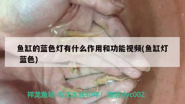 魚缸的藍色燈有什么作用和功能視頻(魚缸燈藍色) 觀賞龜/鱉飼料