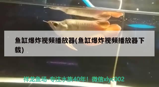 魚缸爆炸視頻播放器(魚缸爆炸視頻播放器下載) 紅魔王銀版魚