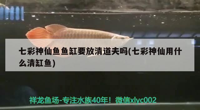 七彩神仙魚魚缸要放清道夫嗎(七彩神仙用什么清缸魚)