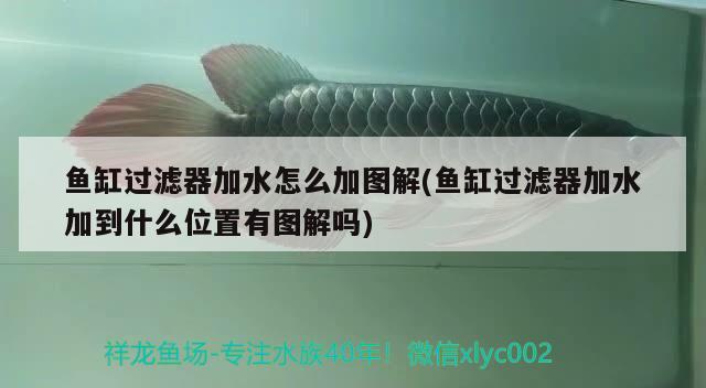 魚缸過(guò)濾器加水怎么加圖解(魚缸過(guò)濾器加水加到什么位置有圖解嗎)