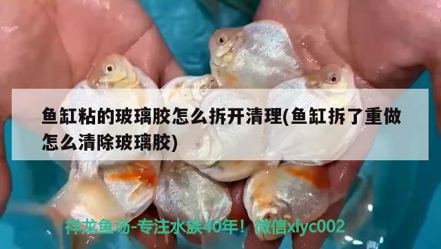 魚缸粘的玻璃膠怎么拆開清理(魚缸拆了重做怎么清除玻璃膠) 銀古魚苗