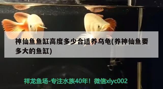 神仙魚魚缸高度多少合適養(yǎng)烏龜(養(yǎng)神仙魚要多大的魚缸)