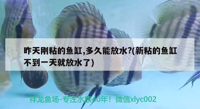 昨天剛粘的魚缸,多久能放水?(新粘的魚缸不到一天就放水了) 大白鯊魚