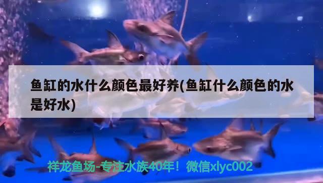 魚缸的水什么顏色最好養(yǎng)(魚缸什么顏色的水是好水) 杰西卡恐龍魚