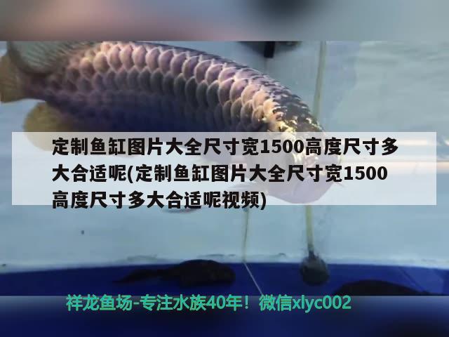 定制魚缸圖片大全尺寸寬1500高度尺寸多大合適呢(定制魚缸圖片大全尺寸寬1500高度尺寸多大合適呢視頻) 銀龍魚