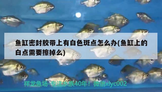 魚缸密封膠帶上有白色斑點怎么辦(魚缸上的白點需要擦掉么) 大白鯊魚