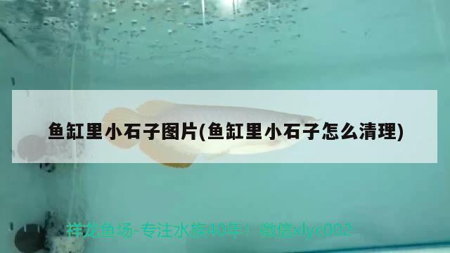 魚缸里小石子圖片(魚缸里小石子怎么清理)