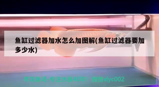 魚缸過(guò)濾器加水怎么加圖解(魚缸過(guò)濾器要加多少水)