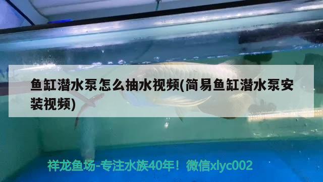 魚缸潛水泵怎么抽水視頻(簡易魚缸潛水泵安裝視頻) 鴨嘴鯊魚