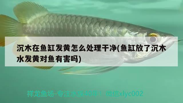 沉木在魚缸發(fā)黃怎么處理干凈(魚缸放了沉木水發(fā)黃對魚有害嗎) 龍魚專用燈