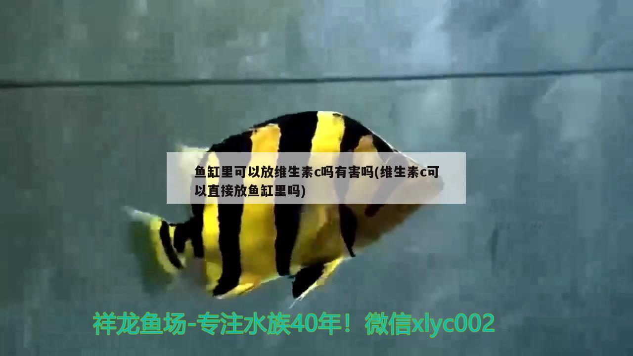 魚(yú)缸里可以放維生素c嗎有害嗎(維生素c可以直接放魚(yú)缸里嗎)