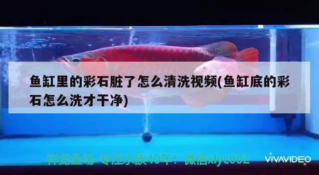 魚缸里的彩石臟了怎么清洗視頻(魚缸底的彩石怎么洗才干凈)