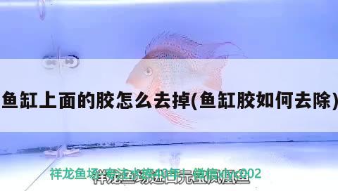 魚缸上面的膠怎么去掉(魚缸膠如何去除) 申古三間魚