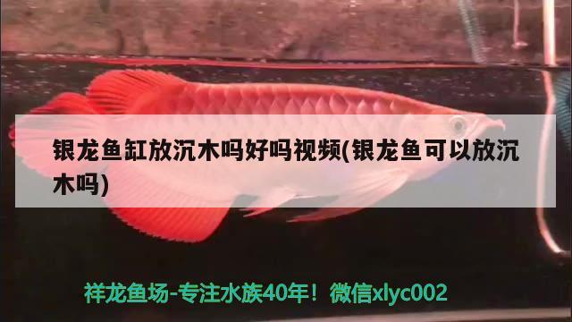 銀龍魚缸放沉木嗎好嗎視頻(銀龍魚可以放沉木嗎) 銀龍魚