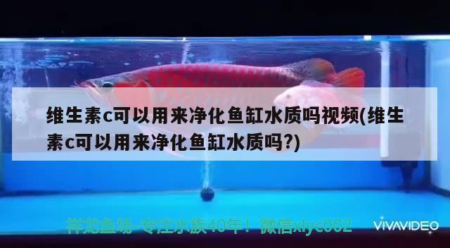 維生素c可以用來凈化魚缸水質嗎視頻(維生素c可以用來凈化魚缸水質嗎?)