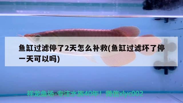 魚(yú)缸過(guò)濾停了2天怎么補(bǔ)救(魚(yú)缸過(guò)濾壞了停一天可以嗎)