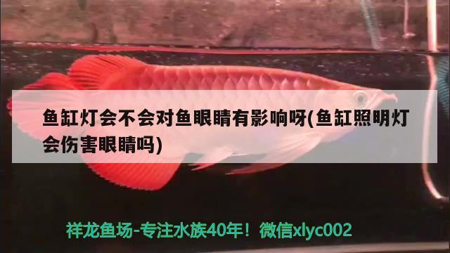 魚缸燈會不會對魚眼睛有影響呀(魚缸照明燈會傷害眼睛嗎)