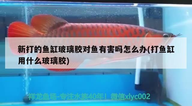 新打的魚缸玻璃膠對(duì)魚有害嗎怎么辦(打魚缸用什么玻璃膠)