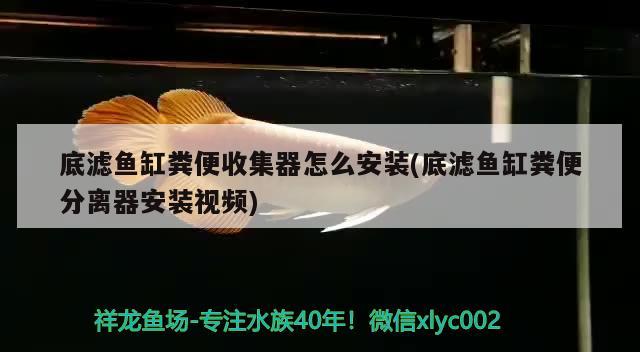 底濾魚缸糞便收集器怎么安裝(底濾魚缸糞便分離器安裝視頻) 白子銀龍魚苗