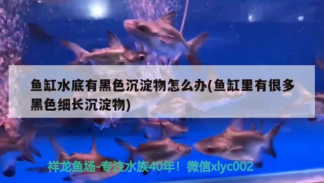 魚缸水底有黑色沉淀物怎么辦(魚缸里有很多黑色細(xì)長沉淀物) 金龍福龍魚