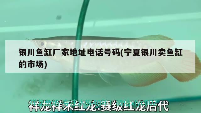 銀川魚缸廠家地址電話號碼(寧夏銀川賣魚缸的市場) 印尼小紅龍